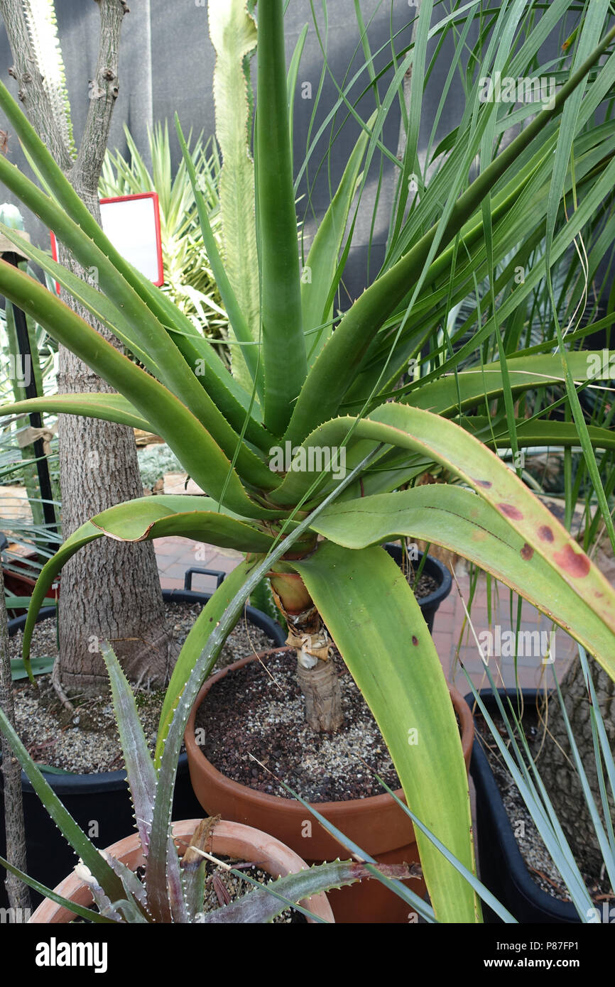 Aloe Goliath or Goliath Aloe Stock Photo