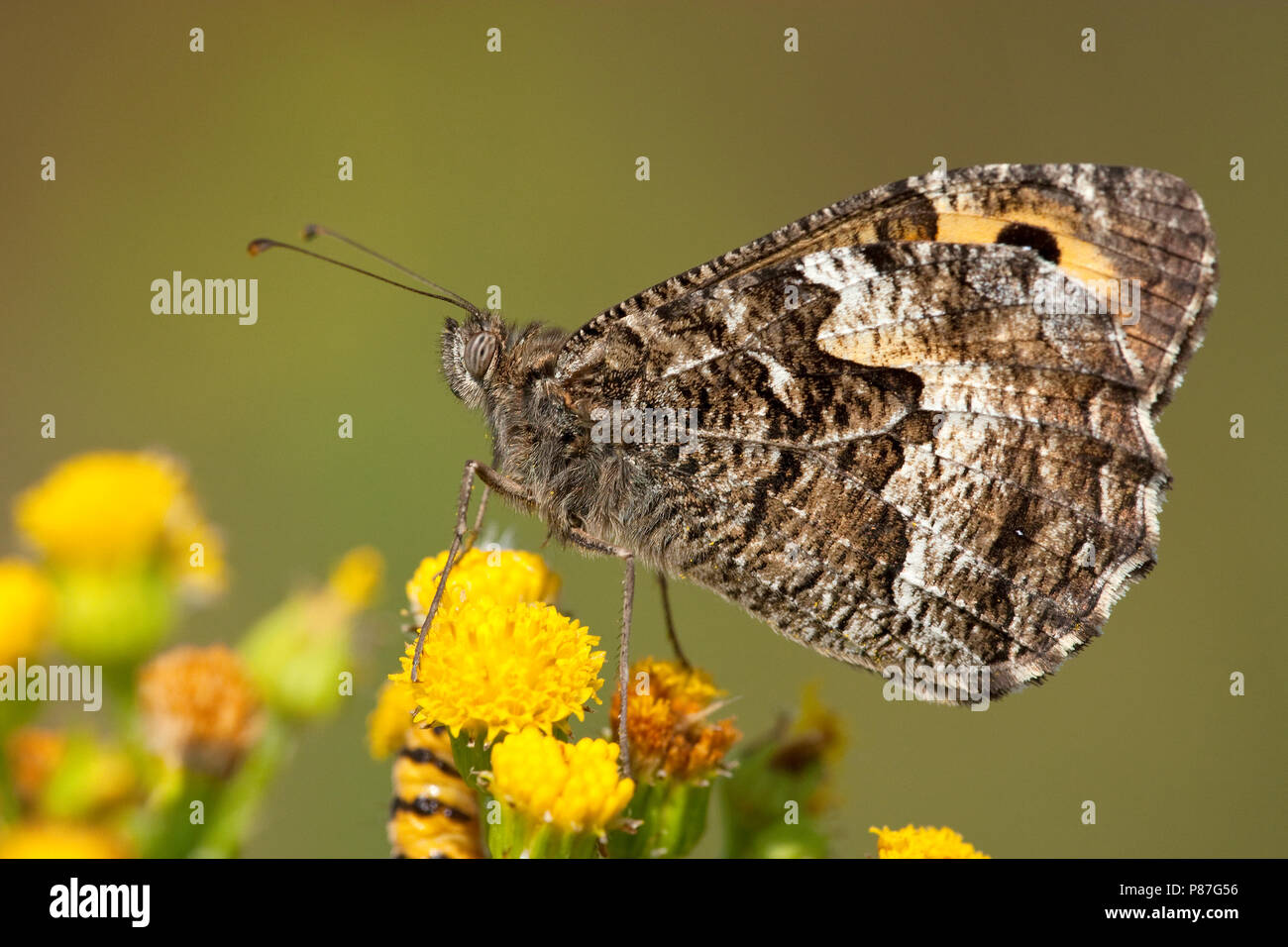 Heivlinder / Grayling (Hipparchia semele Stock Photo Alamy