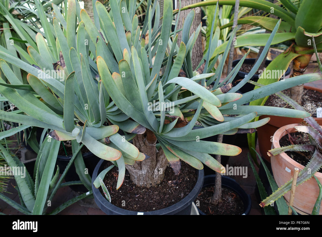 Kumara plicatilis or known as Aloe plicatilis or the fan-aloe Stock Photo