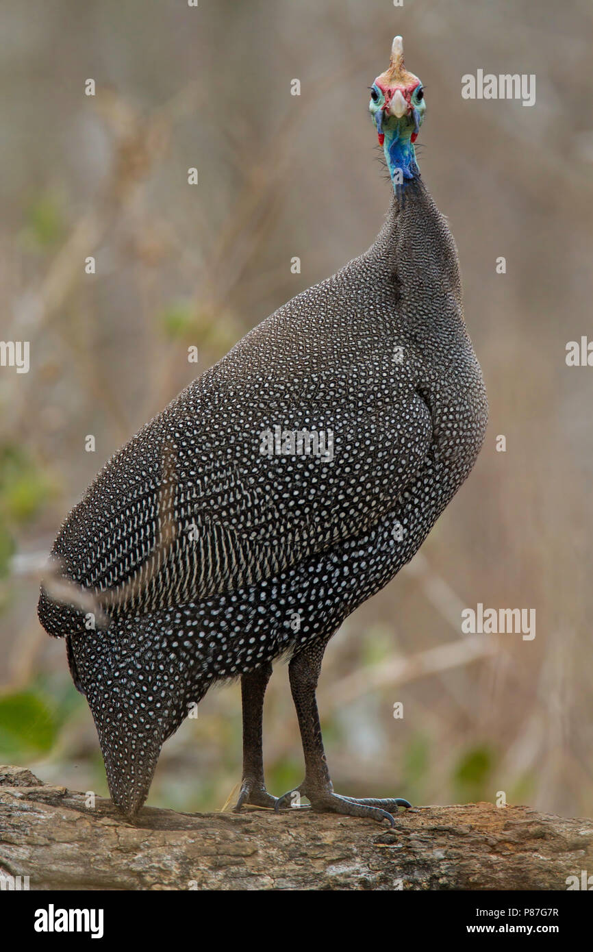 Species of guineafowl hi-res stock photography and images - Alamy