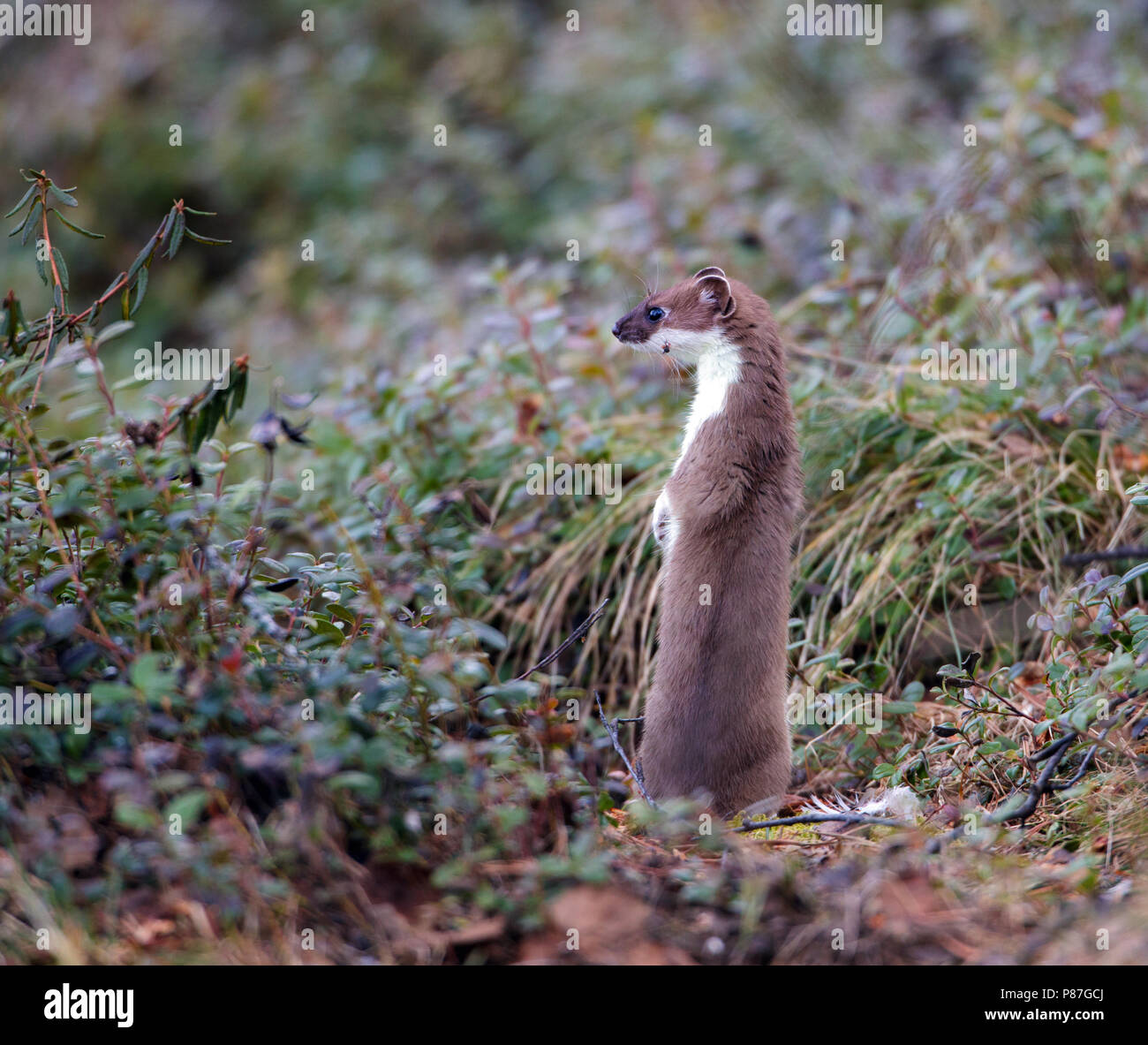 Stoat on the lookout Stock Photo