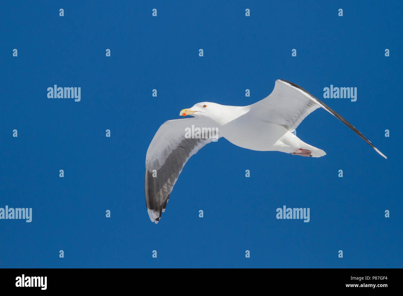 Herring Gull, Zilvermeeuw, Larus argentatus ssp. argentatus, Norway, adult Stock Photo