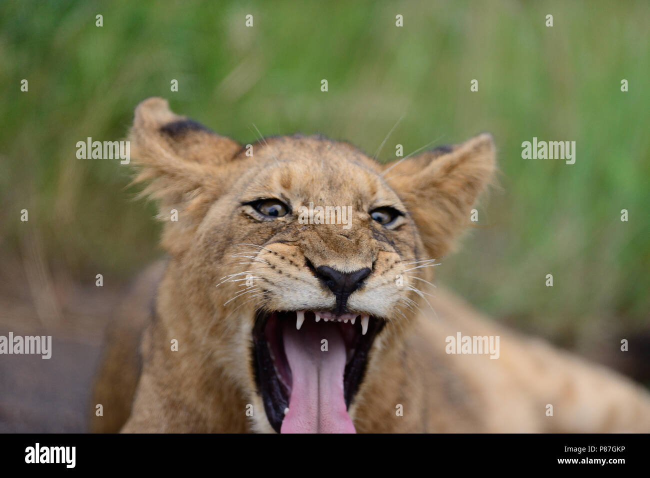 Baby lion cub portrait while yawning, tired cub Stock Photo