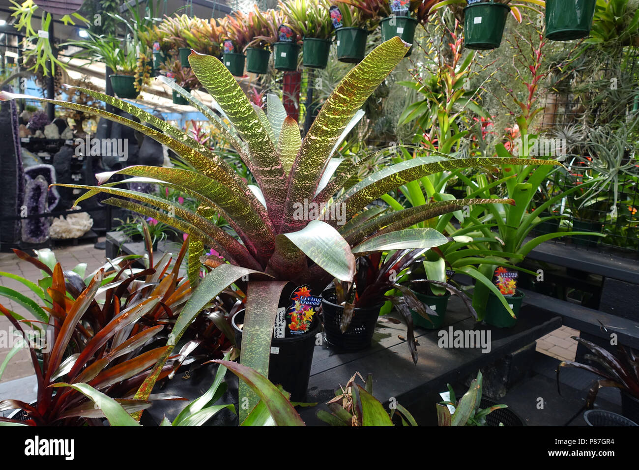 Mixed colours of Vriesea plants or known as Vriesia draco Bromeliad Stock Photo
