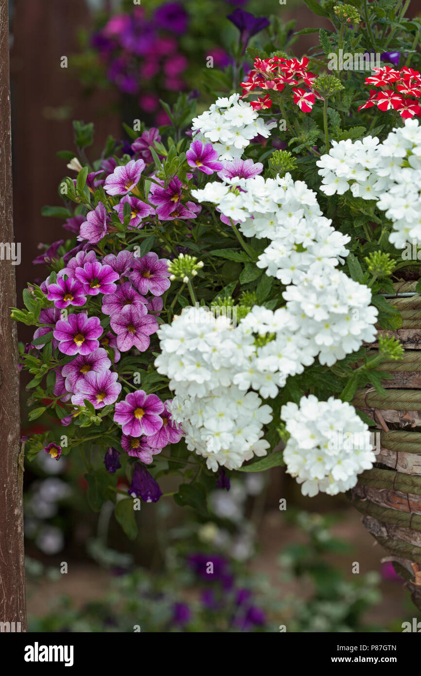 Hanging basket with calibrachoa and mixed verbena Stock Photo Alamy