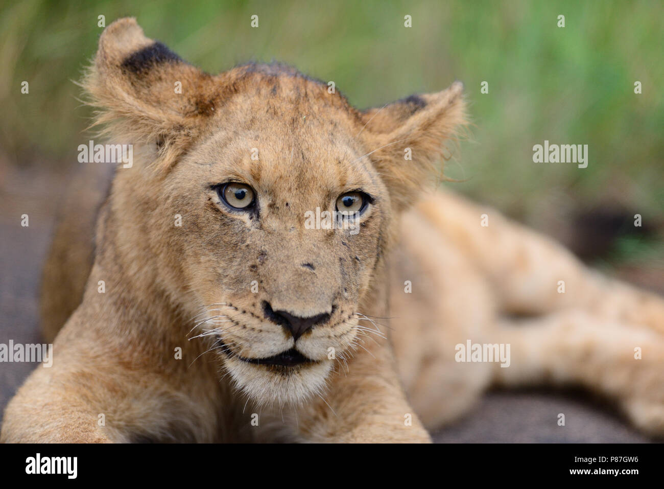 Baby lion cub portrait close up Stock Photo