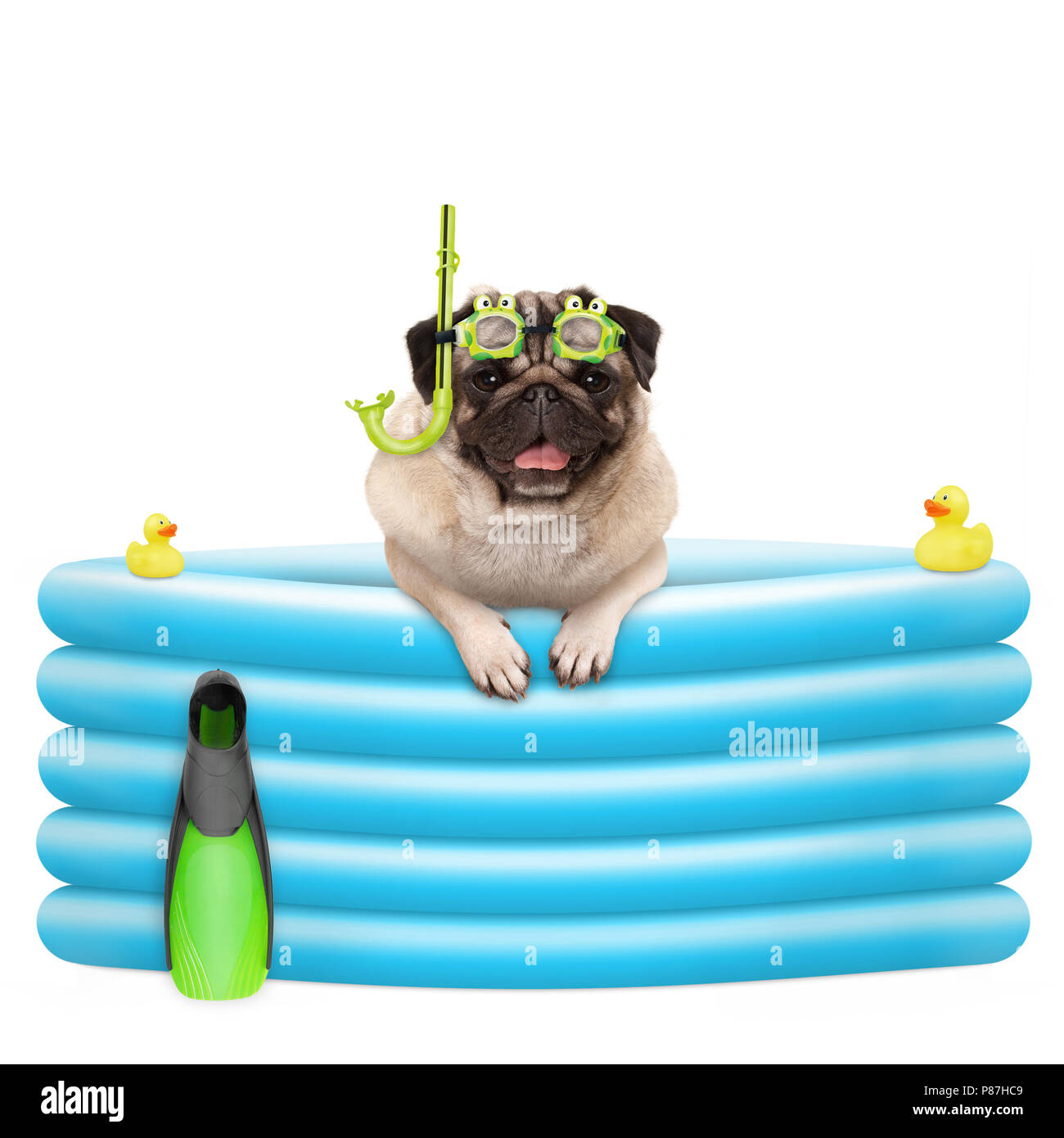 happy summer pug dog with goggles and snorkel, on vacation, in inflatable pool, isolated on white background Stock Photo