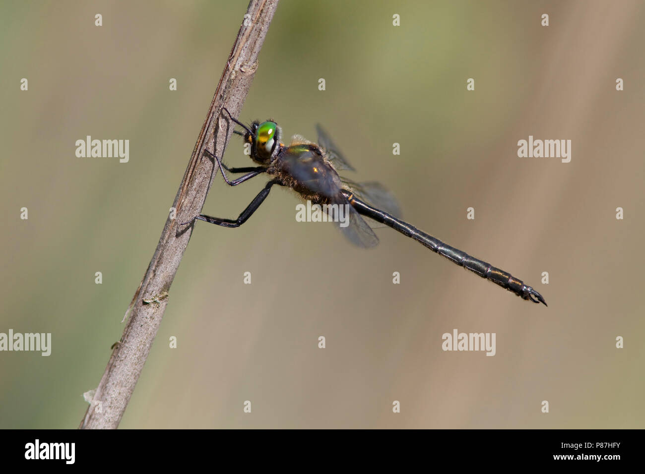 Imago Hoogveenglanslibel; Adult Northern Emerald; Stock Photo