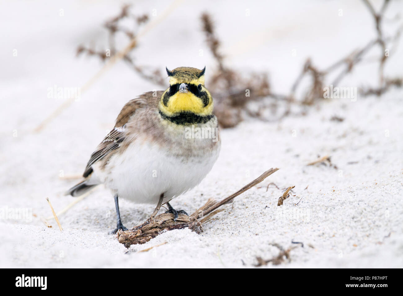 Shore Lark - Ohrenlerche - Eremophila alpestris flava, Germany Stock Photo