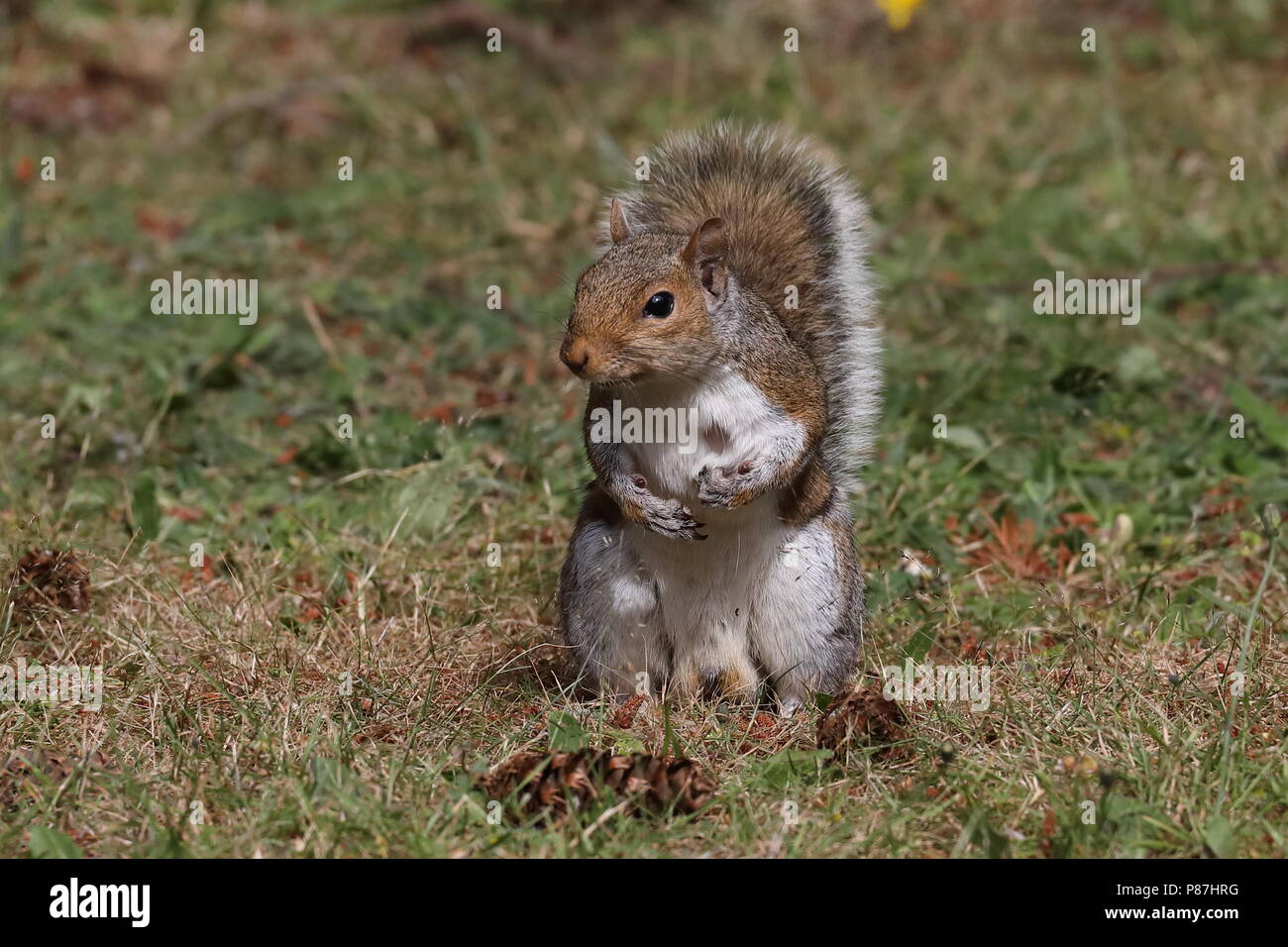 Male Eastern Gray Squirrel on lawn Stock Photo - Alamy