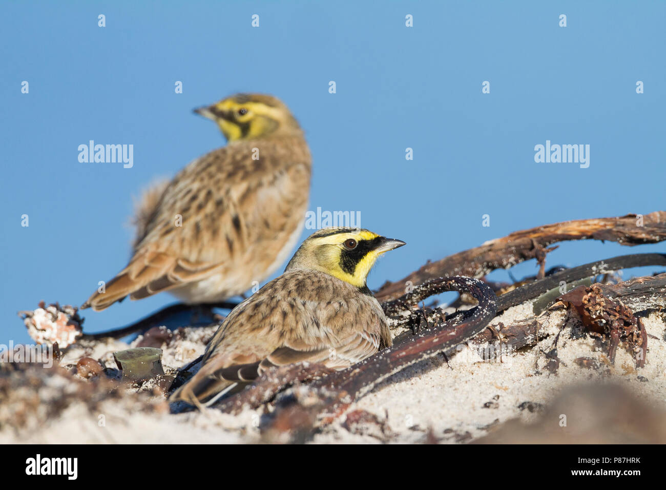 Shore Lark - Ohrenlerche - Eremophila alpestris flava, Germany Stock Photo