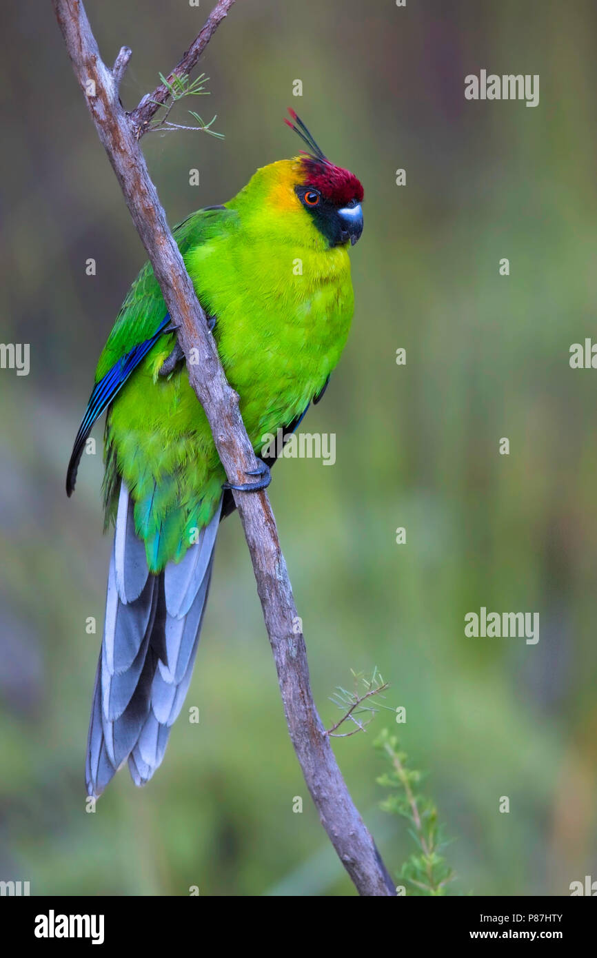 Horned Parakeet (Eunymphicus cornutus), a medium-sized parrot endemic to New Caledonia. Stock Photo