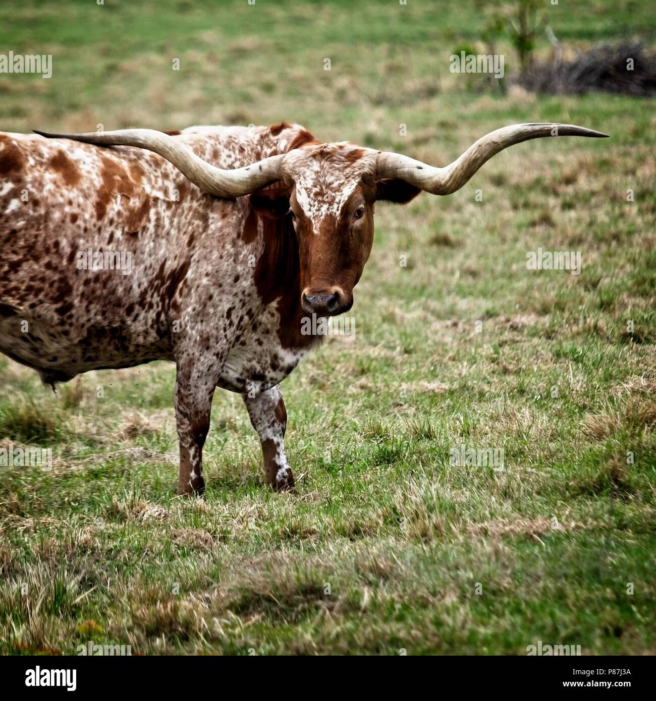 Texas Longhorn in Field 1 Stock Photo