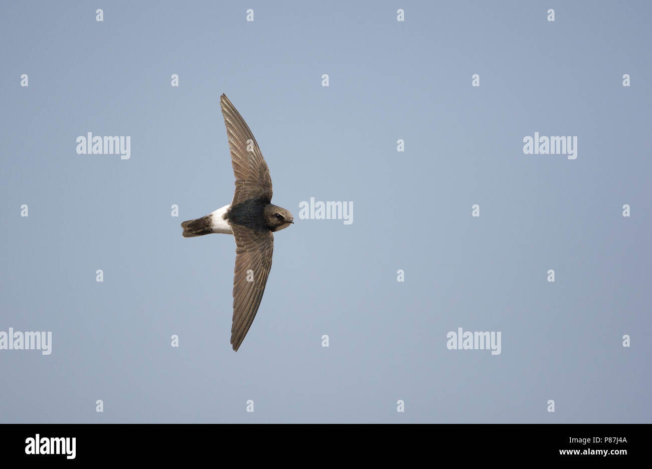 Little Swift (Apus affinis) flying in The Gambia Stock Photo