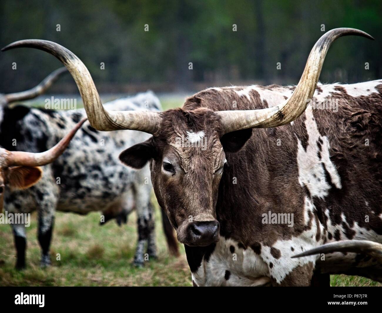 Southeastern TX USA - 3/16/2018  -  Texas Longhorns Cattle 3 Stock Photo
