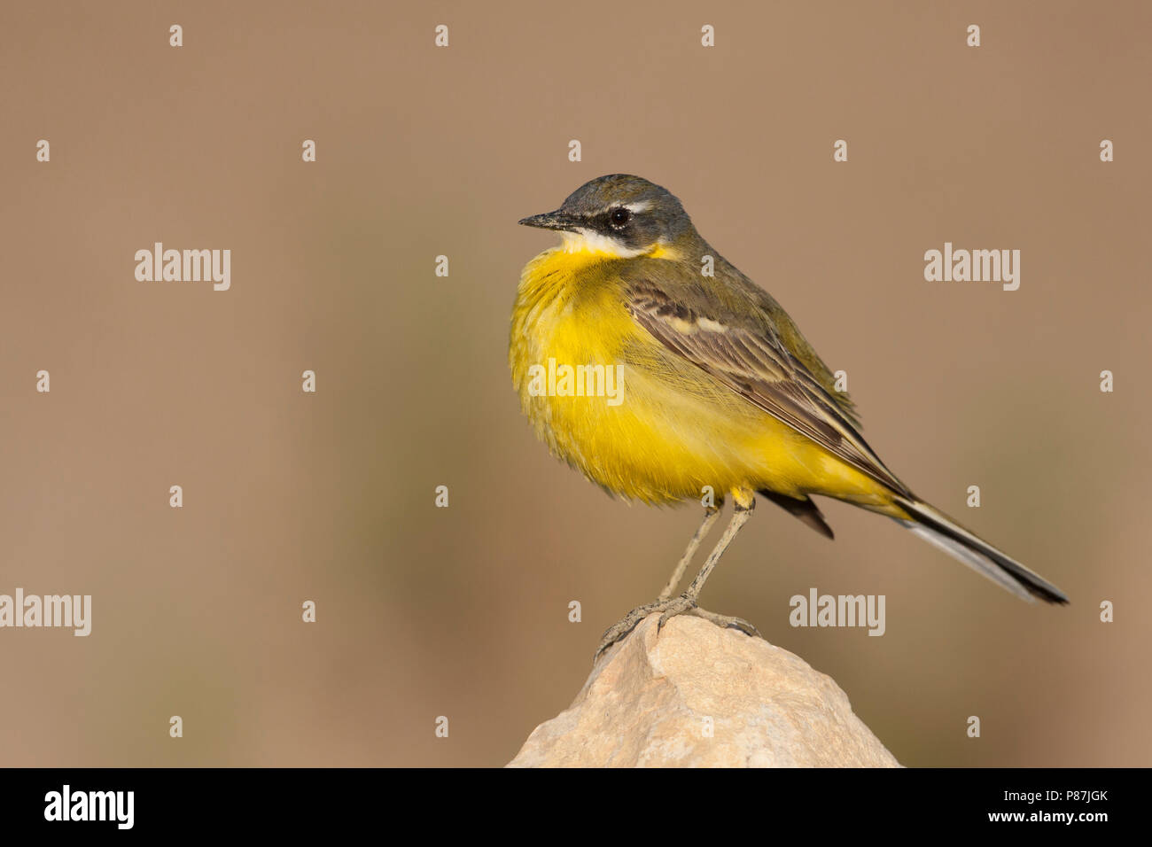 Iberian Yellow Wagtail - Spanische Schafstelze - Motacilla flava ssp. iberiae, Mallorca, adult male Stock Photo