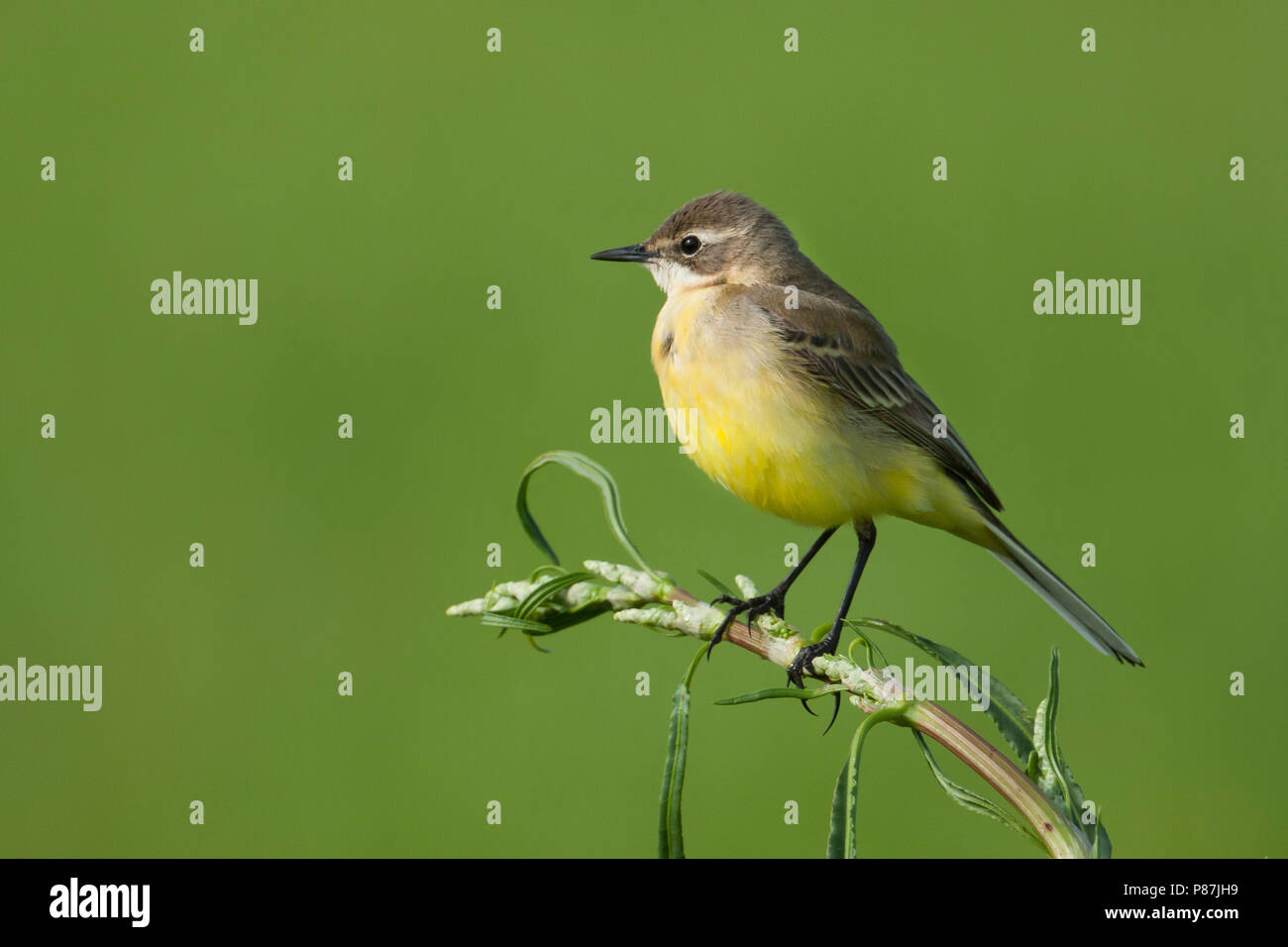 Iberian Yellow Wagtail - Spanische Schafstelze - Motacilla flava ssp. iberiae, Mallorca, adult female Stock Photo