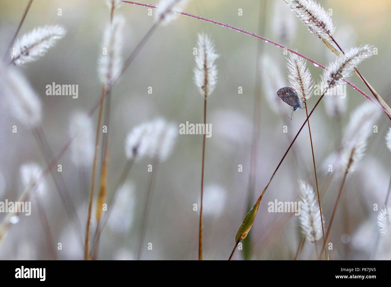 Icarusblauwtje; Common Blue; Stock Photo