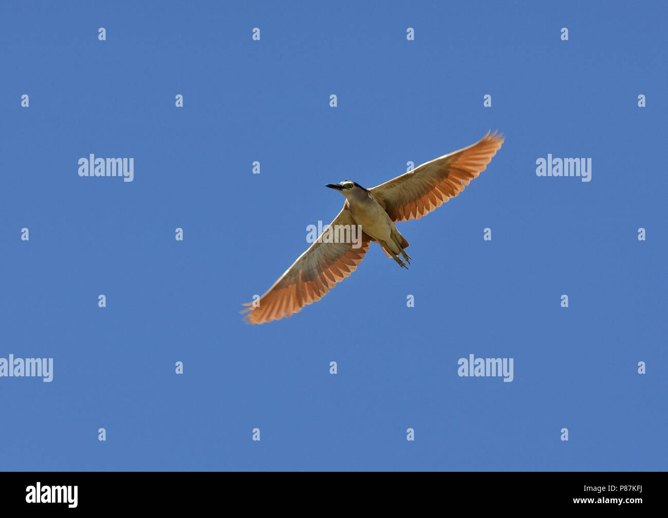 Rufous Night Heron (Nycticorax caledonicus hilli) in flight against a blue sky. Stock Photo