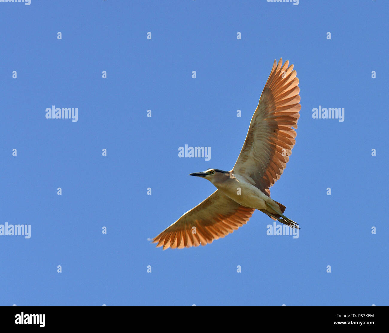 Rufous Night Heron (Nycticorax caledonicus hilli) in flight against a blue sky. Stock Photo