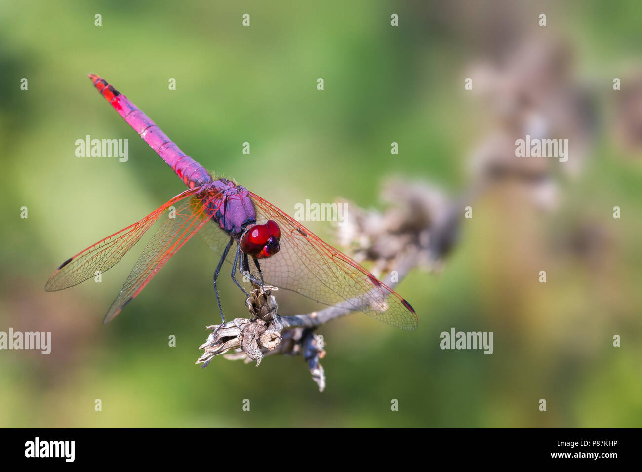 Purperlibel; Violet Dropwing Stock Photo