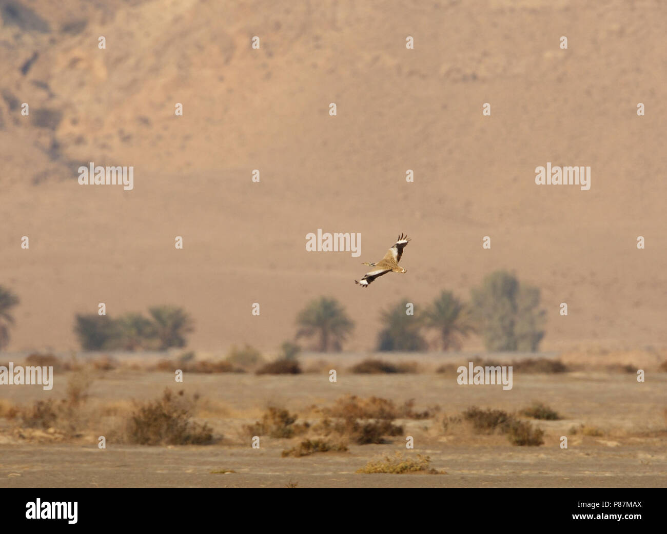 Macqueen's Bustard, Oostelijke Kraagtrap, Chlamydotis macqueeni Stock Photo