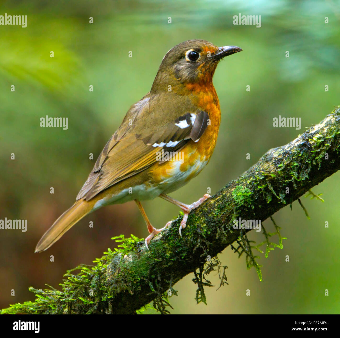 Orange Ground-Thrush, Geokichla gurneyi) secretive African bird of understory Stock Photo