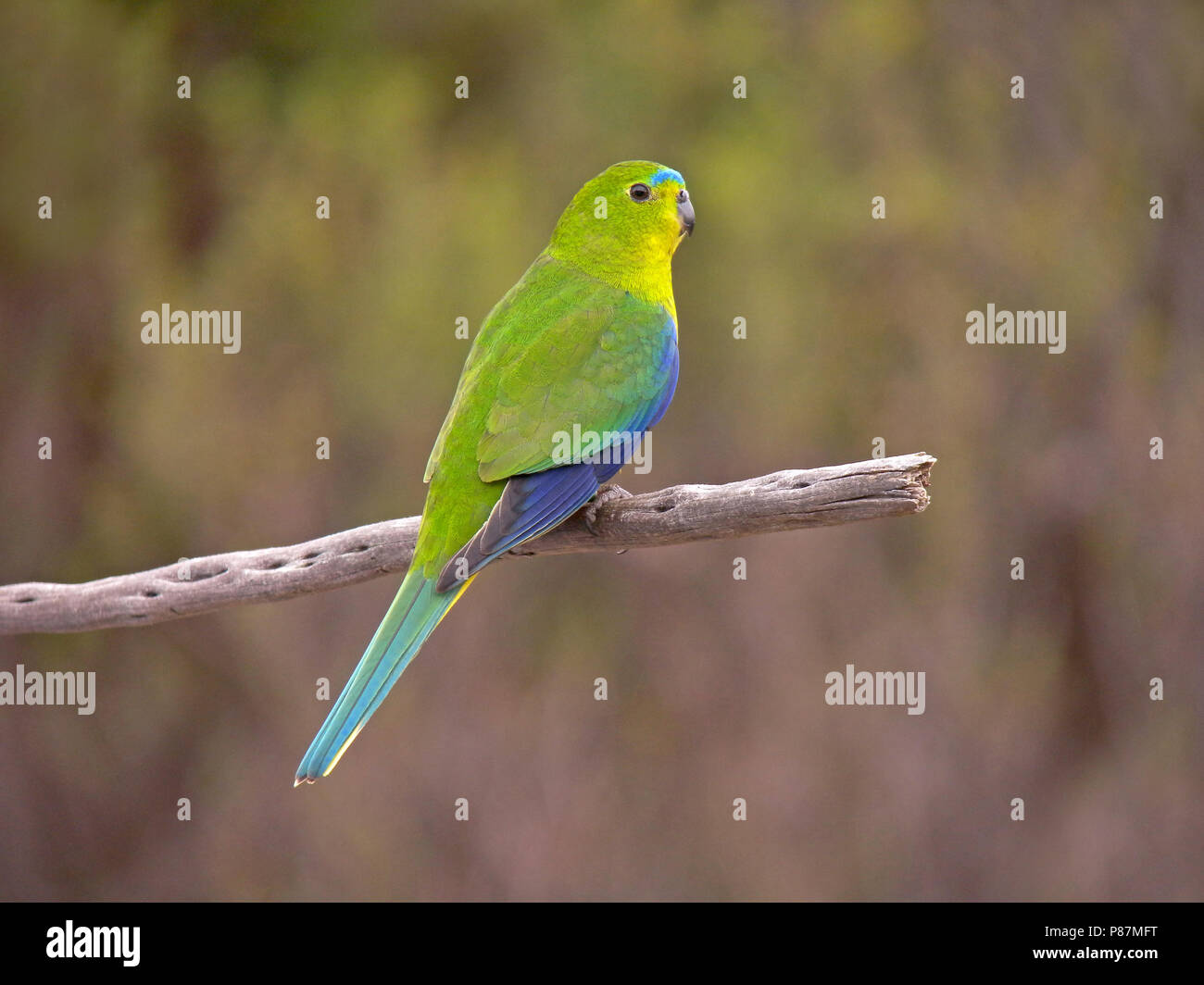Critically Endangered Orangebellied Parrot (Neophema chrysogaster