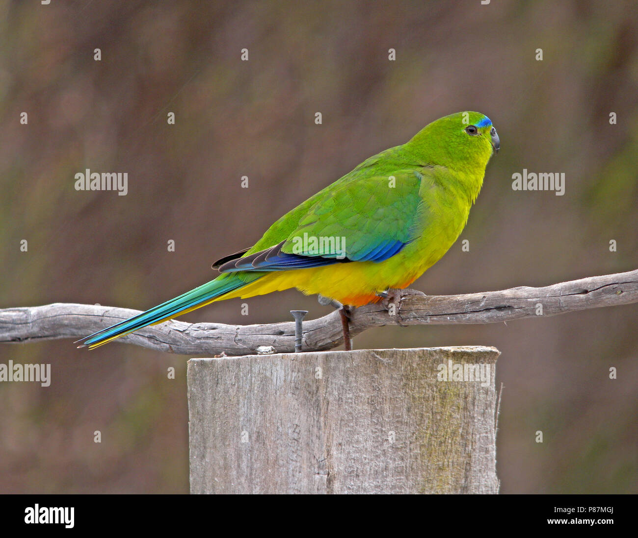 Critically Endangered Orange-bellied Parrot (Neophema chrysogaster) perched on a branch Stock Photo