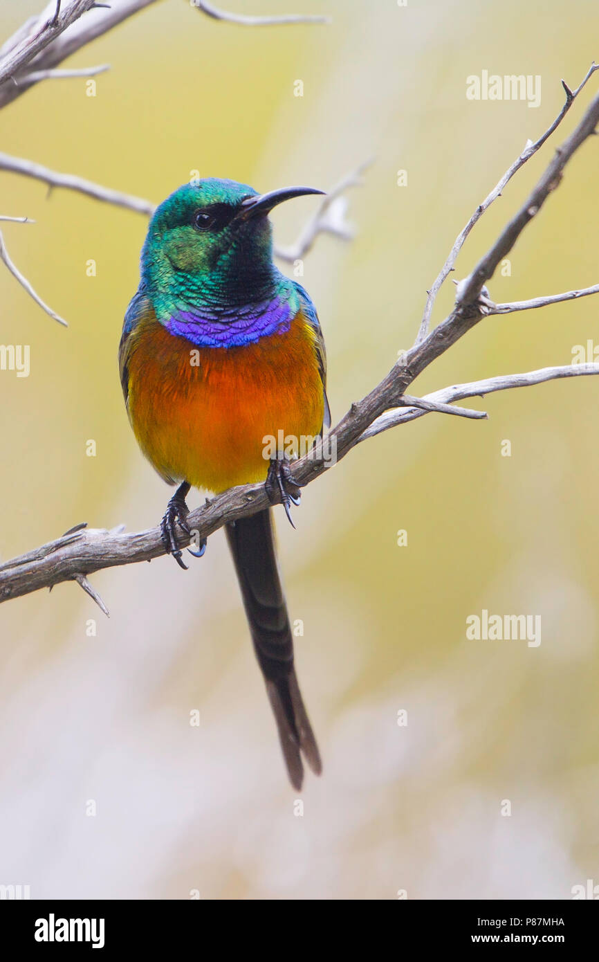 Orange-breasted Sunbird (Anthobaphes violacea), an colorful endemic bird species of the fynbos habitat of southwestern South Africa. Stock Photo