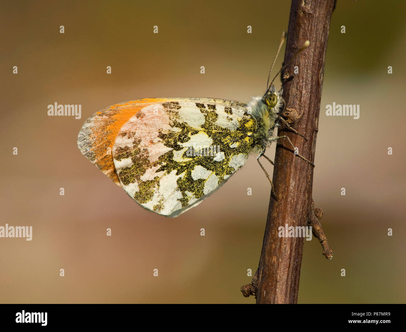 Oranje tipje / Orange Tip (Anthocharis cardamines) Stock Photo