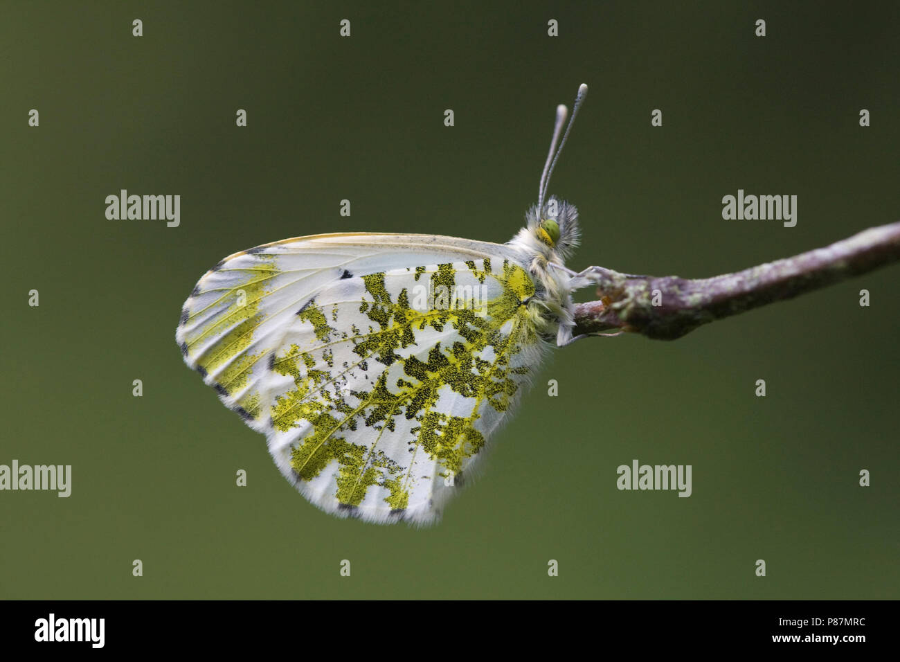 Oranje tipje / Orange Tip (Anthocharis cardamines) Stock Photo