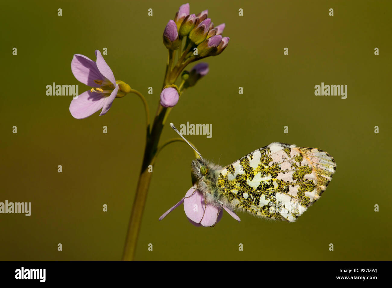 Oranje tipje / Orange Tip (Anthocharis cardamines) Stock Photo