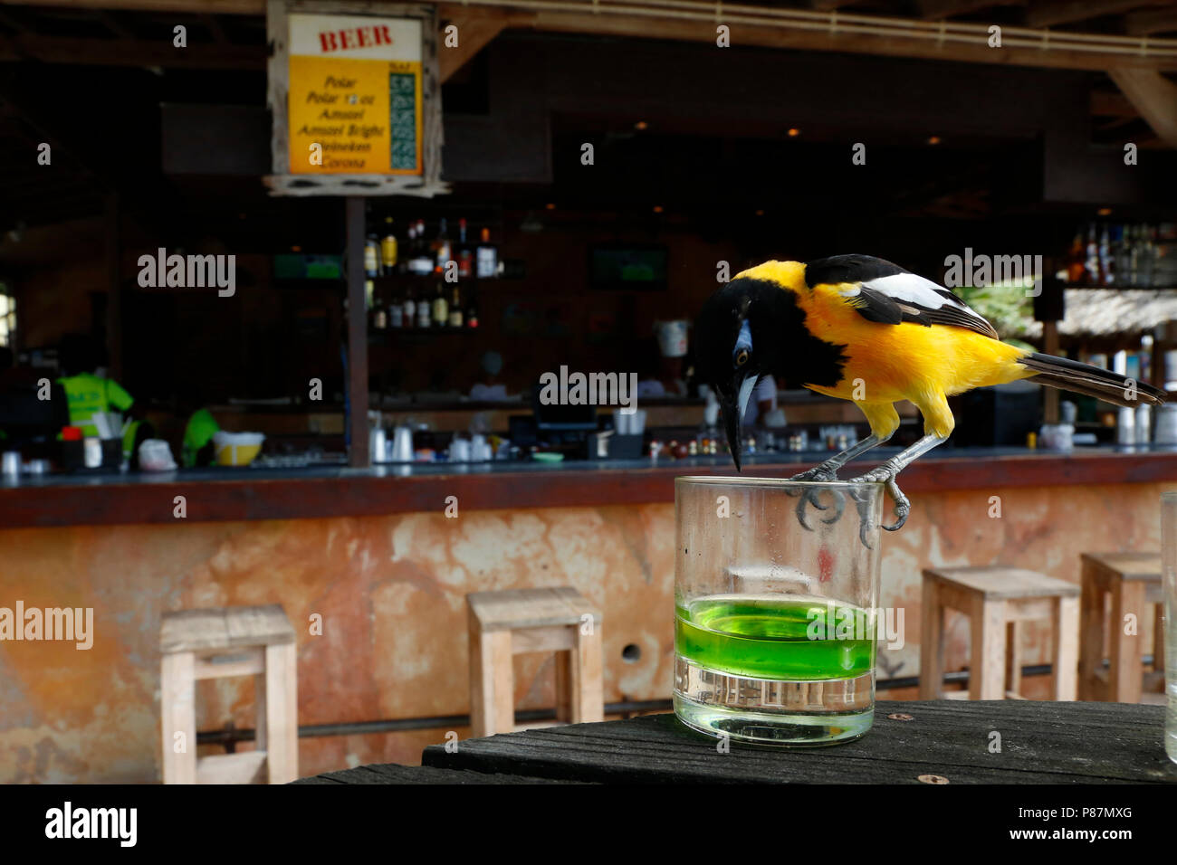 oranje troepiaal aan de bar; Troupial at the bar Stock Photo