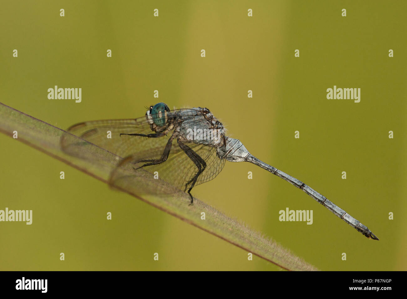 Mannetje Orthetrum icteromelas, Male Spectacled Skimmer Stock Photo