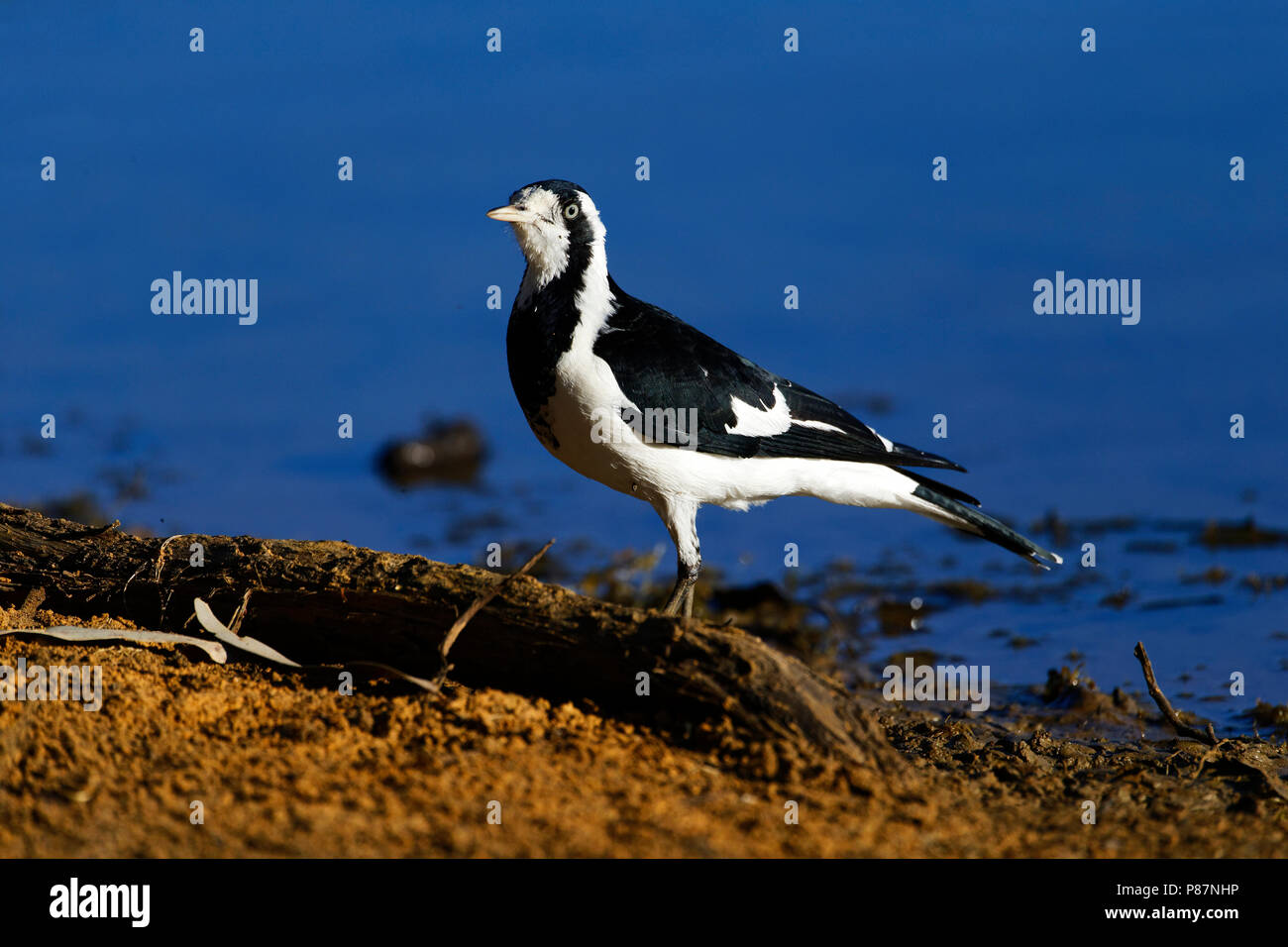 Mud Lark  (Grallina cyanoleuca) standing on waters edge, Lake Ellendale, Western Australia Stock Photo