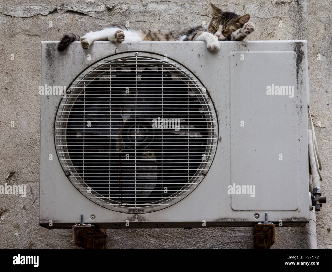 Stray cat in a street sleeping on the condenser unit of an AC air conditioning system  Picture of a white and tabby abandoned street stray cat sleepin Stock Photo