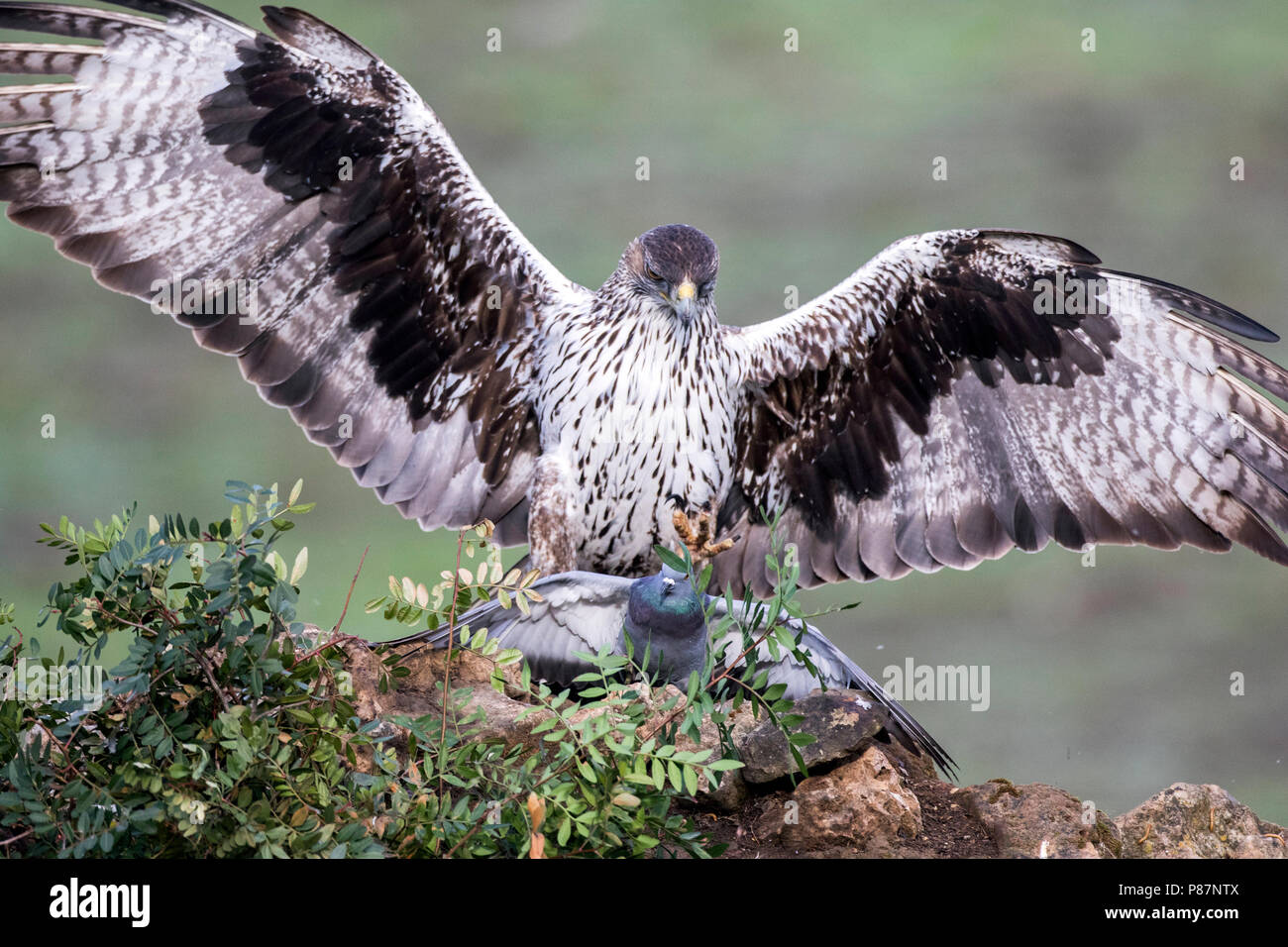 https://www.alamy.com/licenses-and-pricing/?v=1