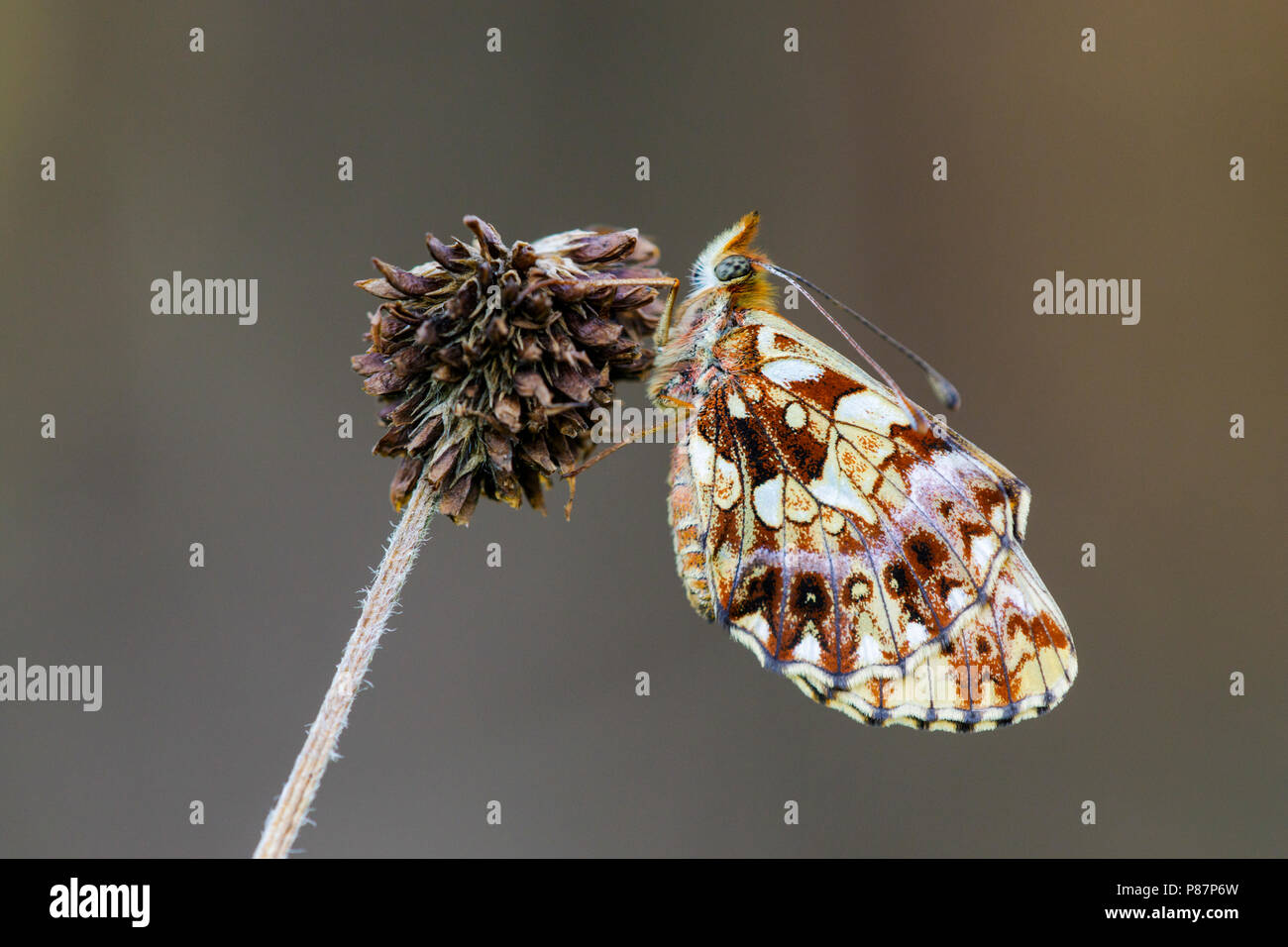 Paarse parelmoervlinder, Violet Fritillary, Boloria dia Stock Photo
