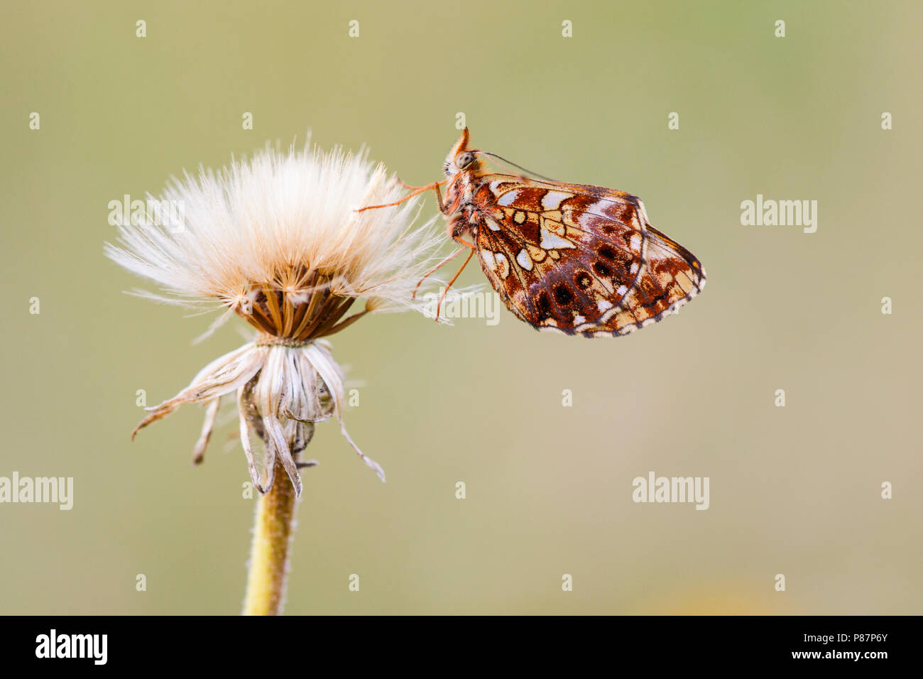 Paarse parelmoervlinder, Violet Fritillary, Boloria dia Stock Photo