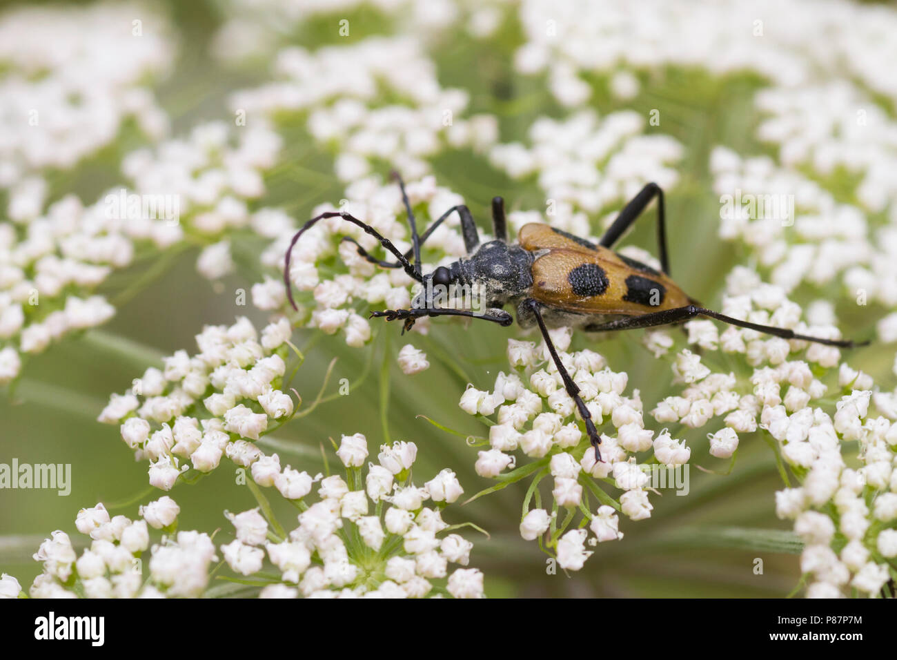 Pachyta quadrimaculata - Gelber Vierfleckbock, Germany, imago Stock Photo