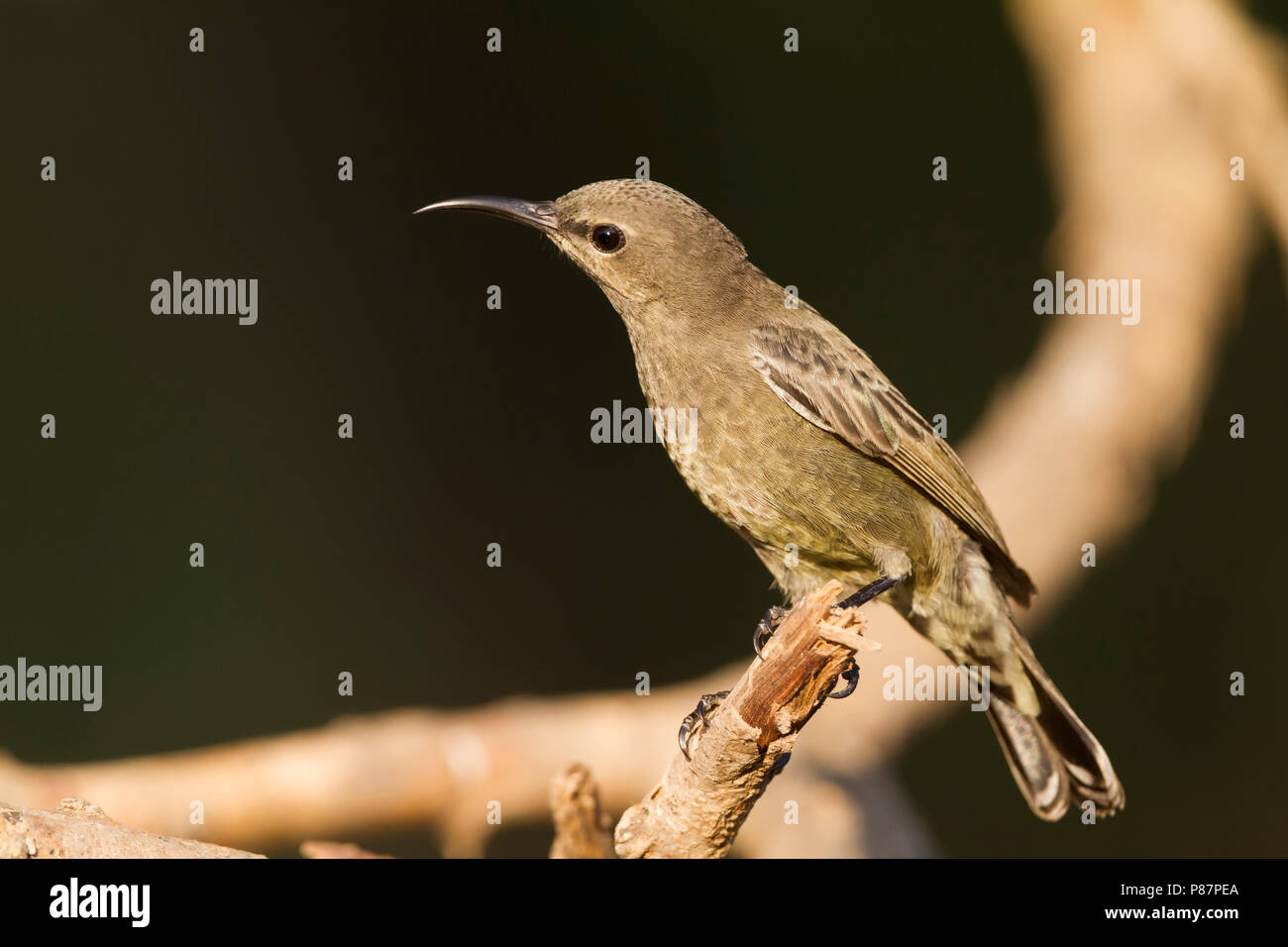 Palestine Sunbird - Jerichonektarvogel - Cinnyris osea ssp. osea, Oman, adult female Stock Photo