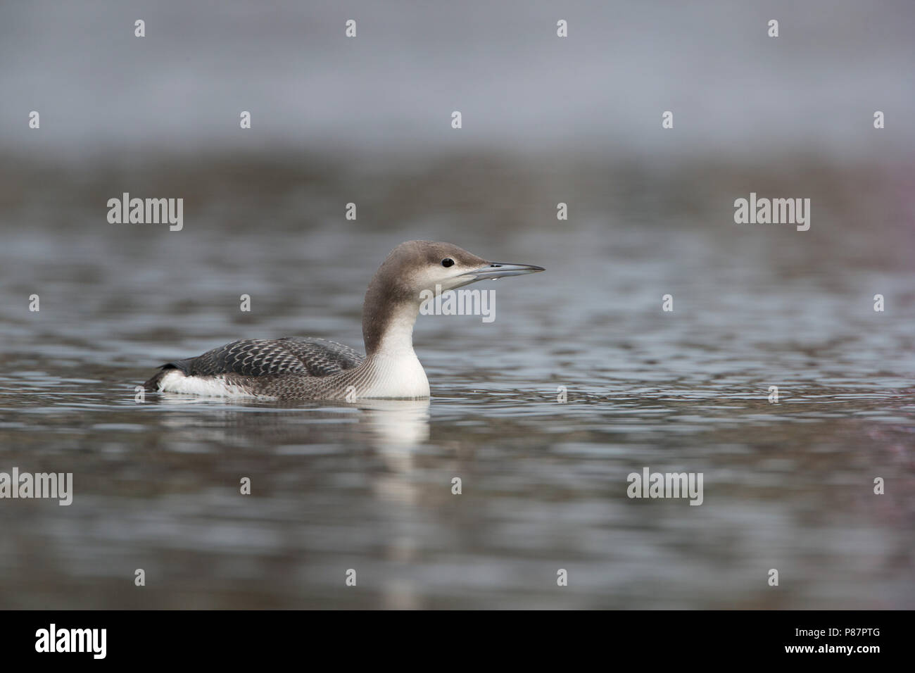 Black-throated Diver wintering in the Netherlands Stock Photo