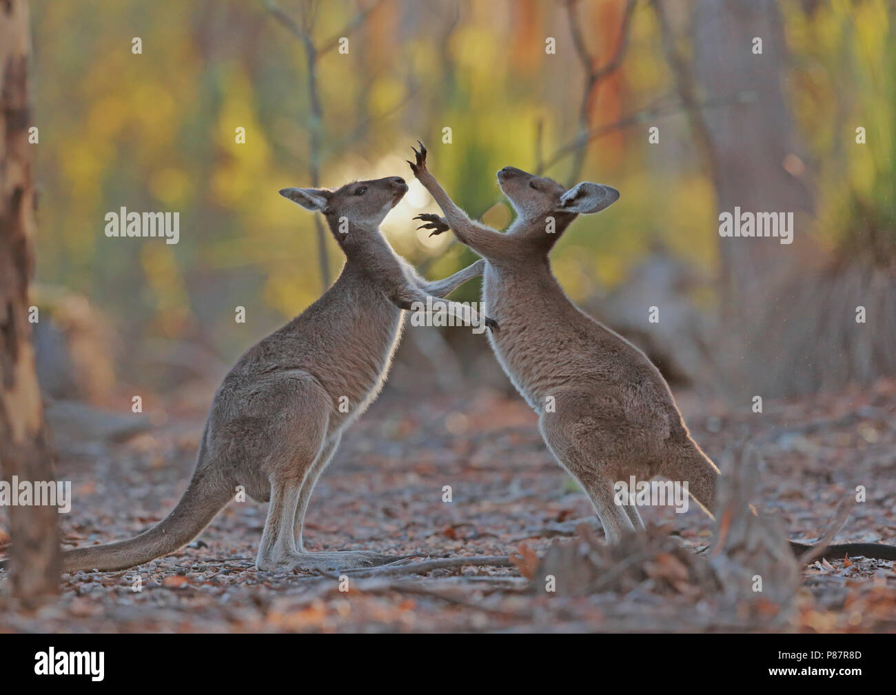 Western grey kangaroo, Macropus fuliginosus Stock Photo