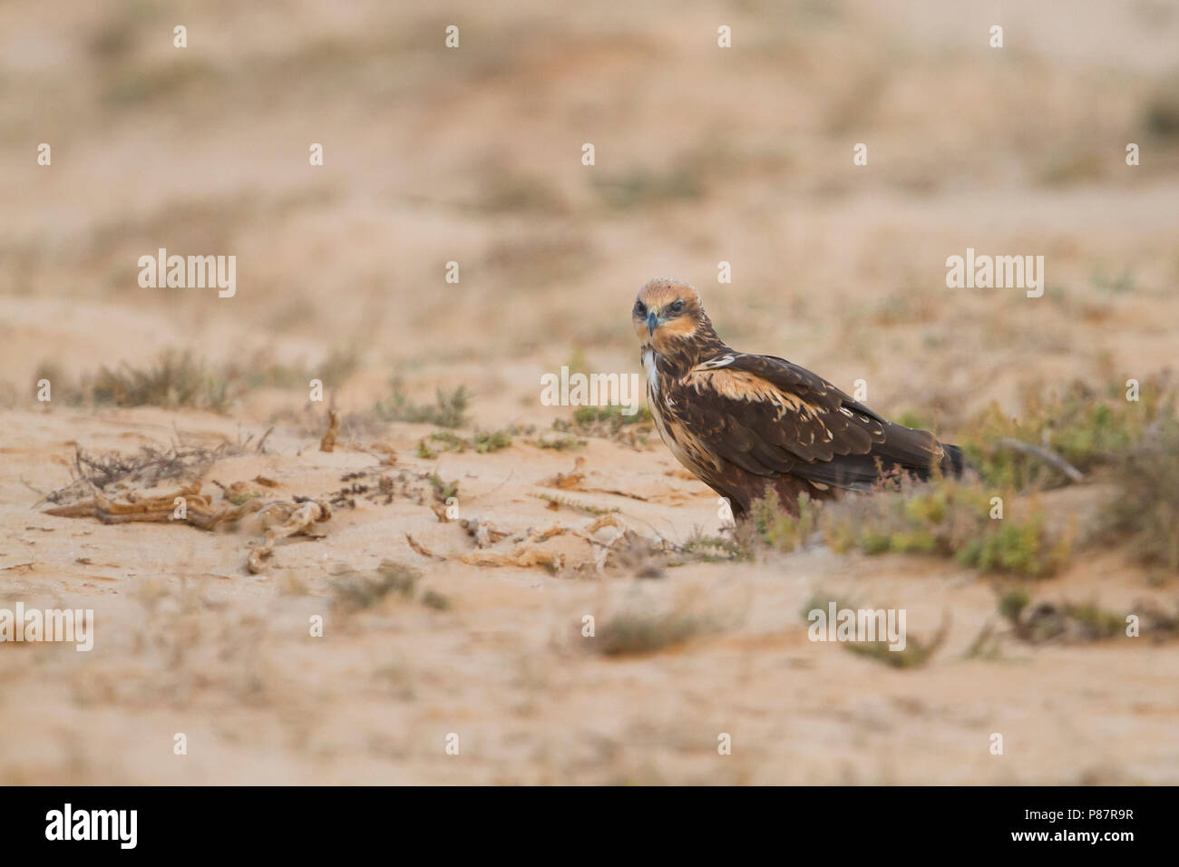 Western Marsh Harrier - Rohrweihe - Circus aeruginosus ssp. aeruginosus, Oman, female Stock Photo