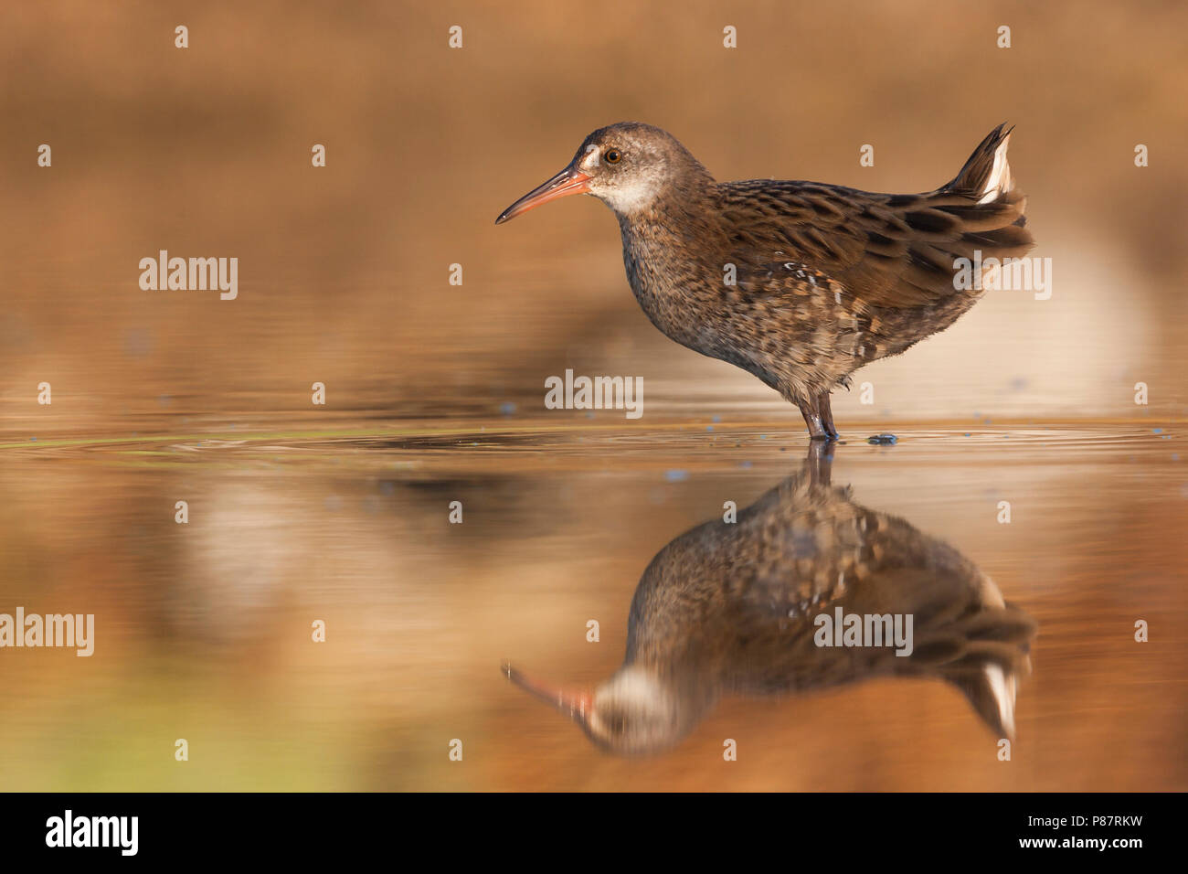 Wasserralle rallus aquaticus water rail rallus aquaticus hi-res stock ...
