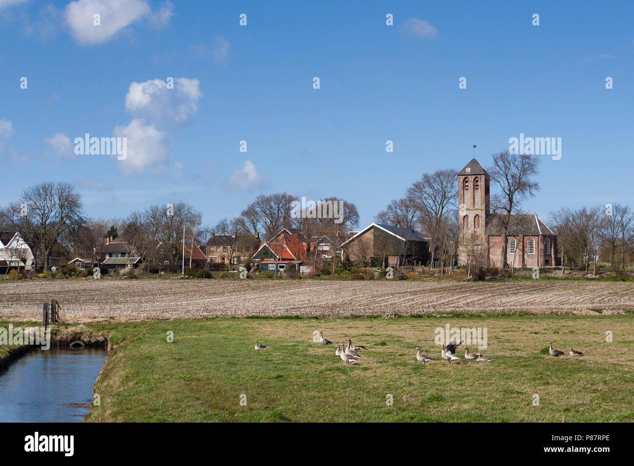 Greylag Goose (Anser anser) flock at the Westerlanderkoog with houses in background Stock Photo