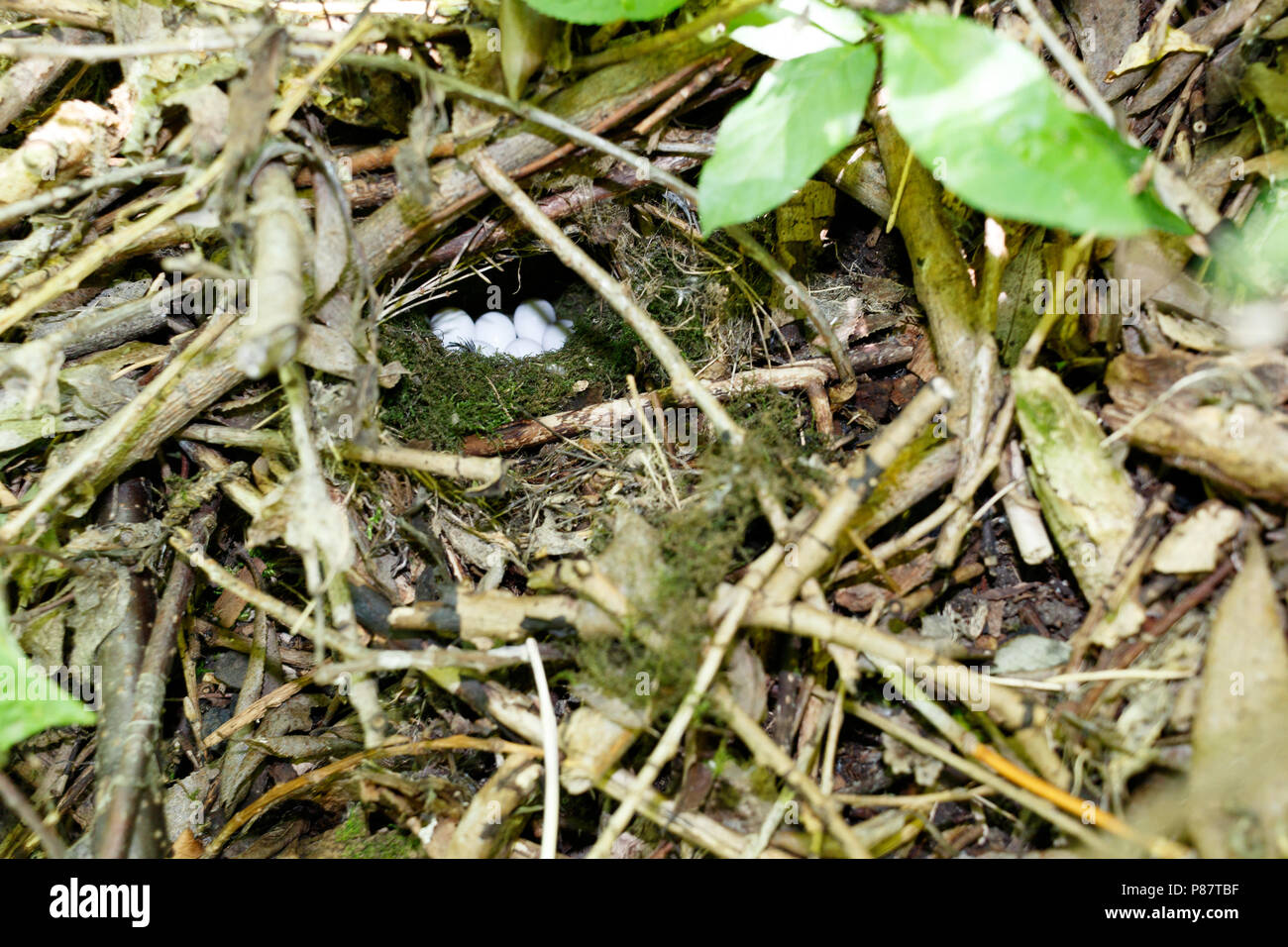 Phylloscopus trochiloides. The nest of the Greenish Warbler in nature. Russia, the Ryazan region (Ryazanskaya oblast), the Pronsky District, Denisovo. Stock Photo