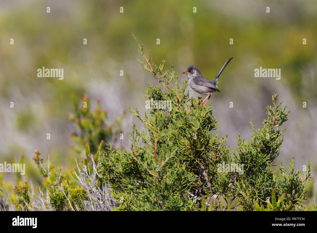 Mannetje Balearische Grasmus zittend op lage struik;Male Balearic Warbler sitting on low bush Stock Photo