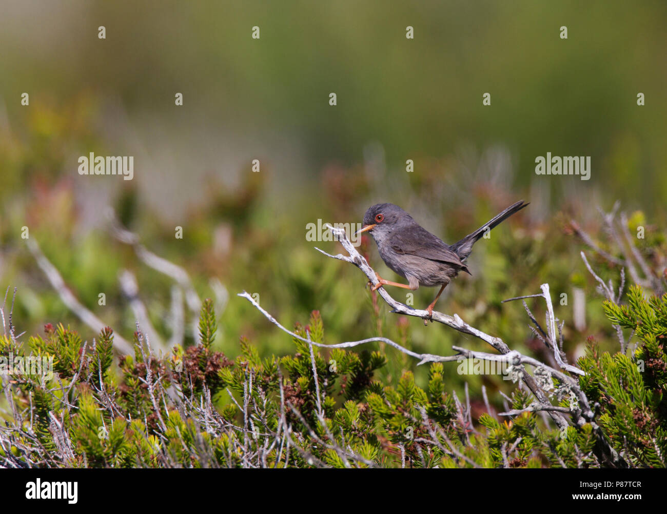 Mannetje Balearische Grasmus zittend op lage struik;Male Balearic Warbler sitting on low bush Stock Photo